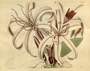Crinum amabile by Ker Gawler